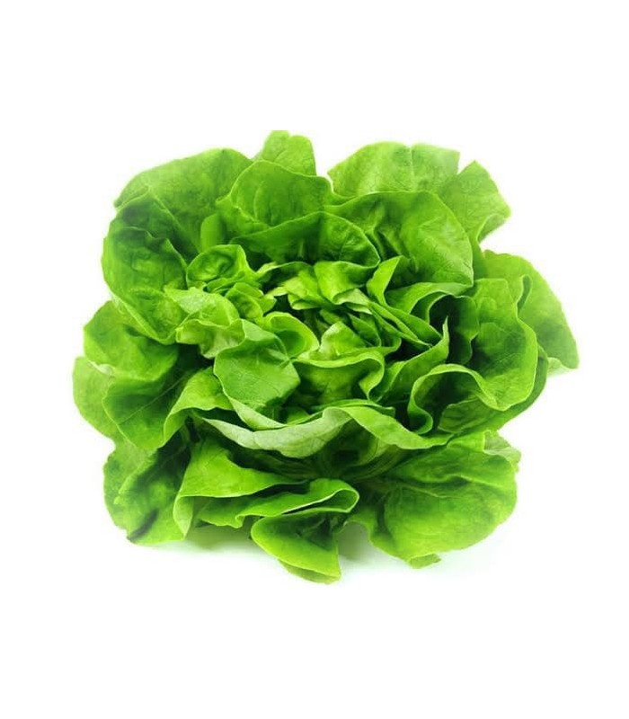 Lechuga Criolla Seda